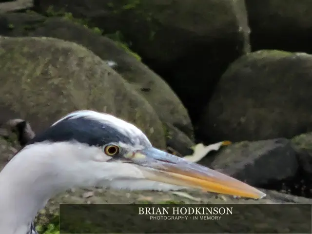 Photograph from Birds of 2014
