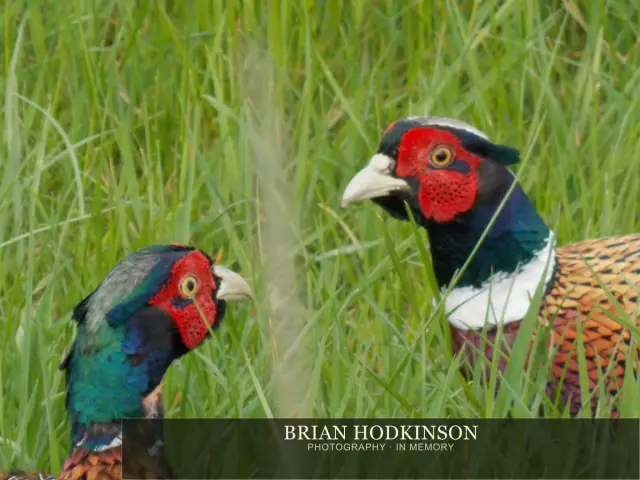 Photograph from Birds of 2014