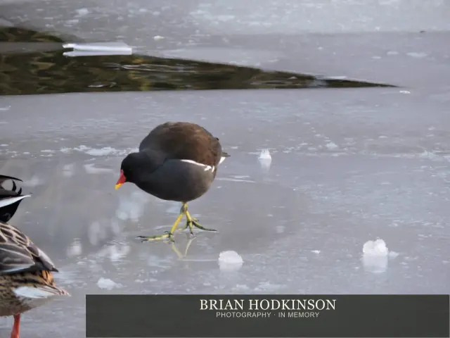 Photograph from Birds of 2014