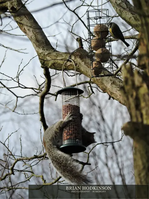 Photograph from Birds of 2014