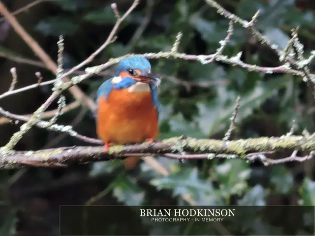 Photograph from Birds of 2014