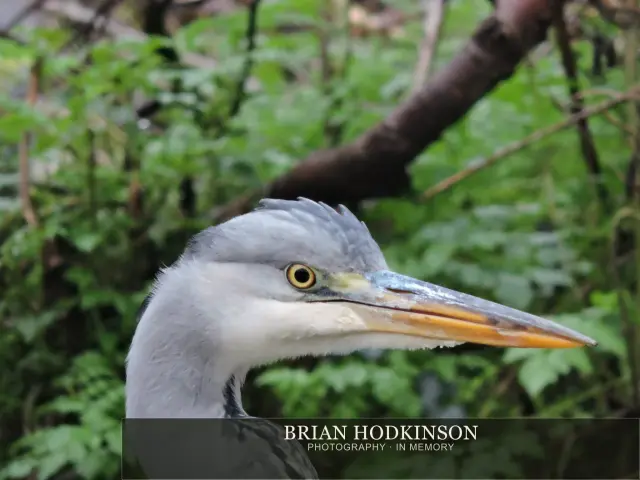 Photograph from Birds of 2014
