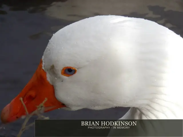 Photograph from Birds of 2014