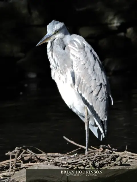 Photograph from Birds of 2014