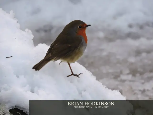 Photograph from Birds of 2014