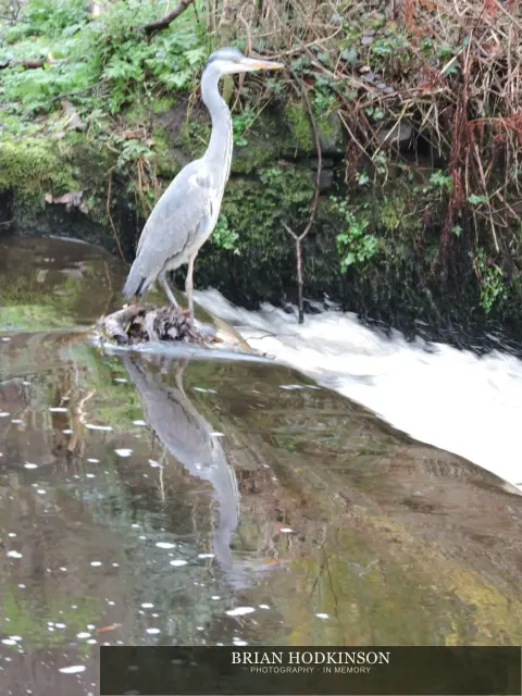 Photograph from Birds of 2014