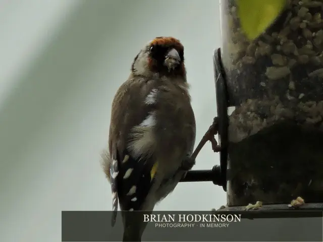 Photograph from Birds of 2014