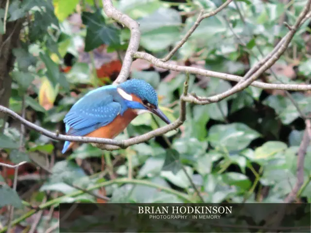 Photograph from Birds of 2014