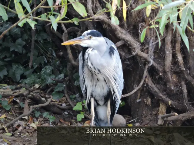 Photograph from Birds of 2014