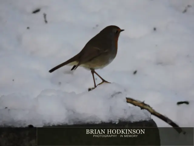 Photograph from Birds of 2014