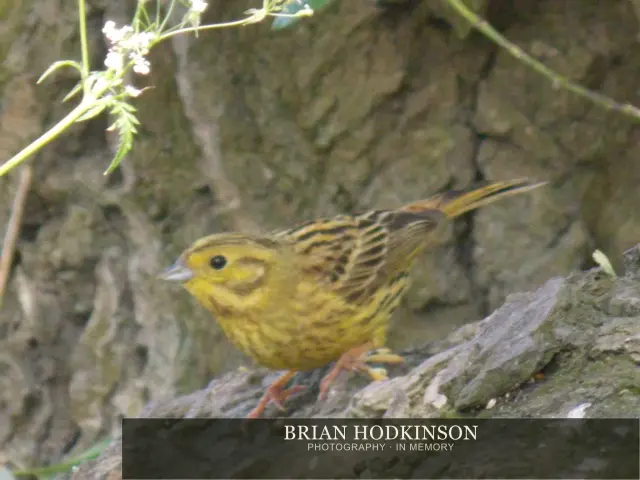 Photograph from Birds of 2014