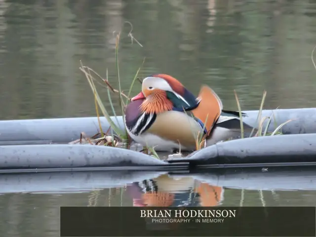 Photograph from Birds of 2014