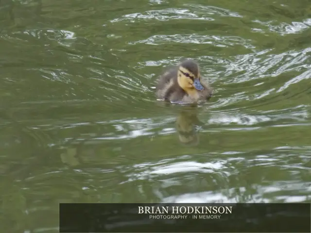 Photograph from Birds of 2014