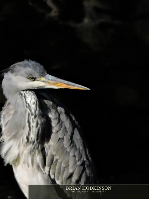 Photograph from Birds of 2014