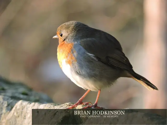 Photograph from Birds of 2014