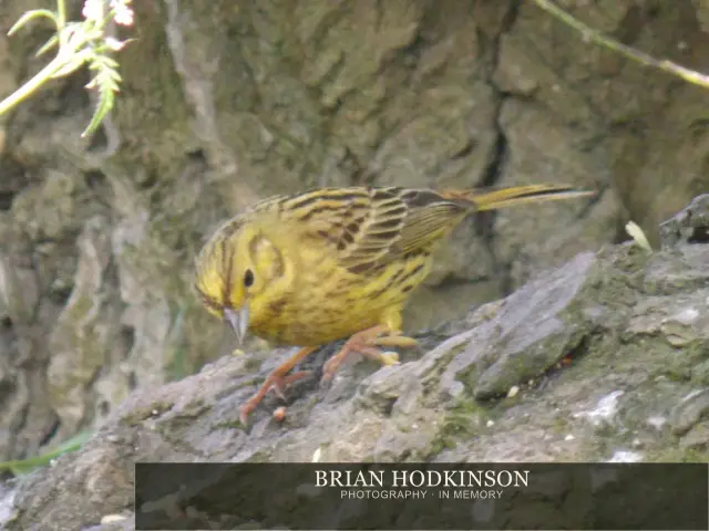 Photograph from Birds of 2014