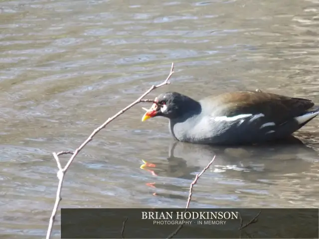 Photograph from Birds of 2014