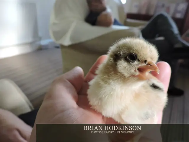 Photograph from Birds of 2014
