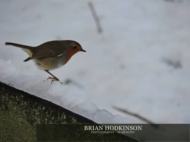 Photograph from Birds of 2014