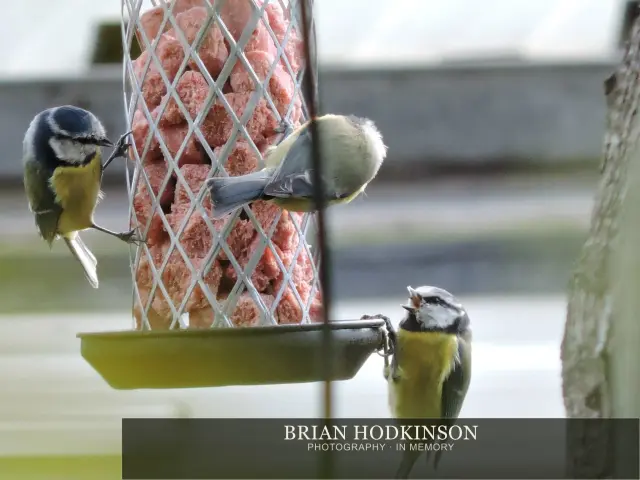 Photograph from Birds of 2014