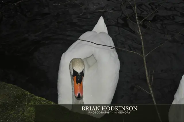 Photograph from Birds of 2014