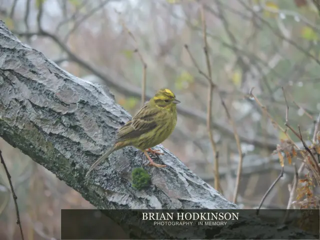 Photograph from Birds of 2014