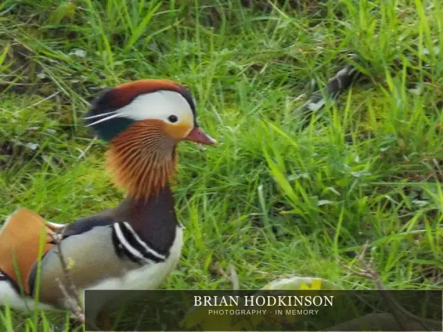 Photograph from Birds of 2014