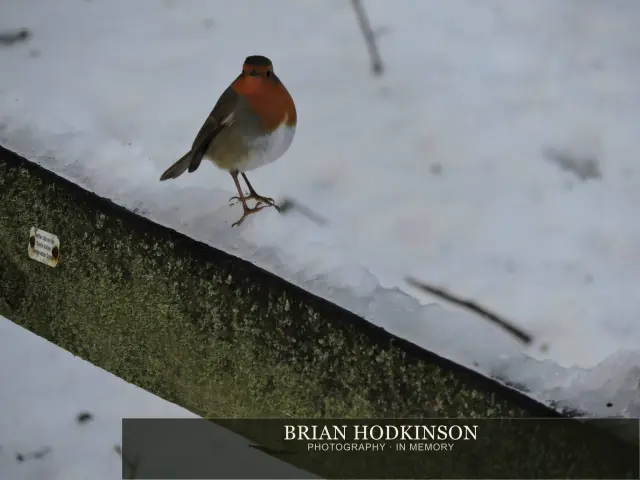 Photograph from Birds of 2014