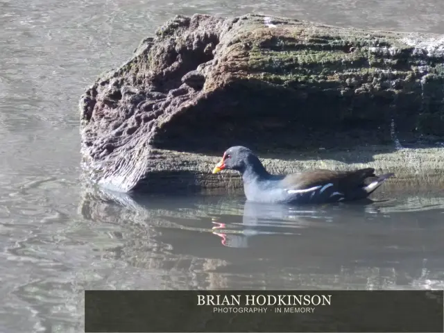 Photograph from Birds of 2014
