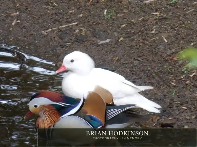 Photograph from Birds of 2014