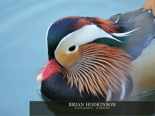 Photograph from Birds of 2014