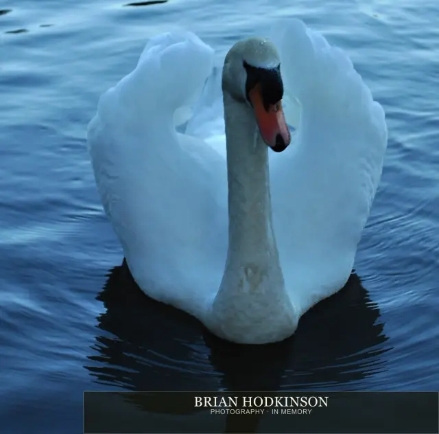 Photograph from Birds of 2014