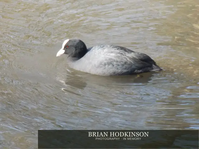 Photograph from Birds of 2014