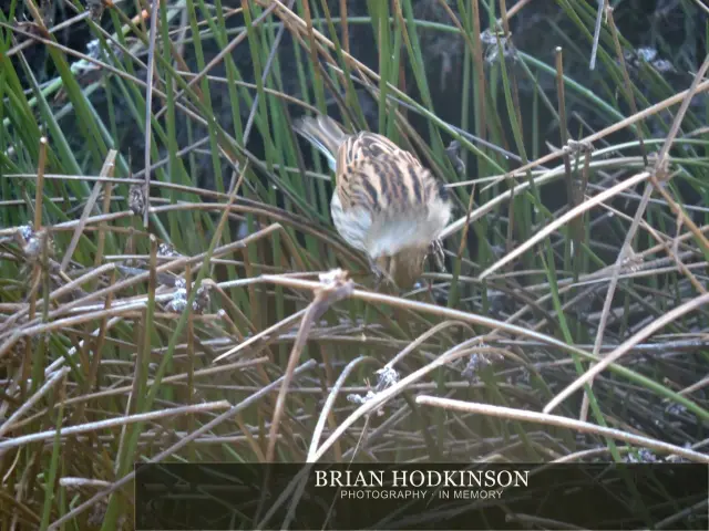 Photograph from Birds of 2014