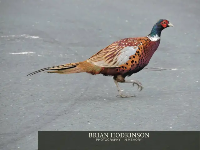 Photograph from Birds of 2014