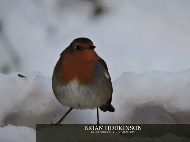 Photograph from Birds of 2014