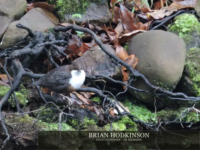 Photograph from Birds of 2014