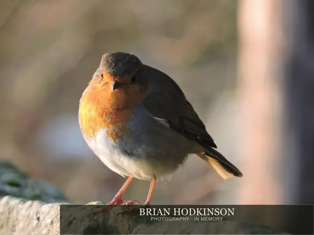 Photograph from Birds of 2014