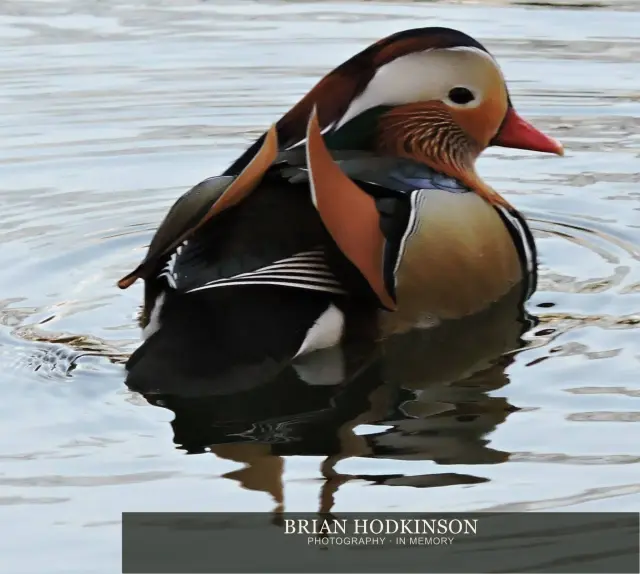 Photograph from Birds of 2014