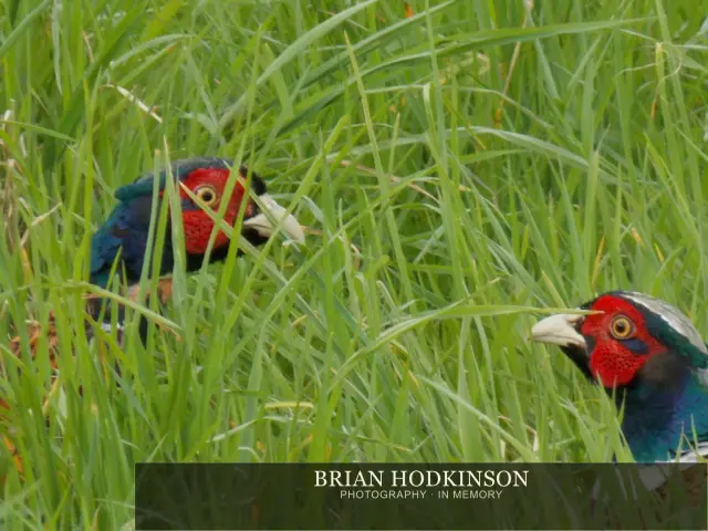Photograph from Birds of 2014