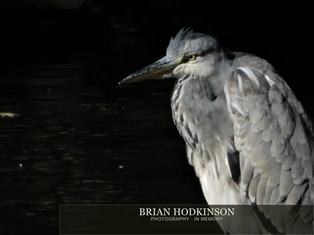 Photograph from Birds of 2014