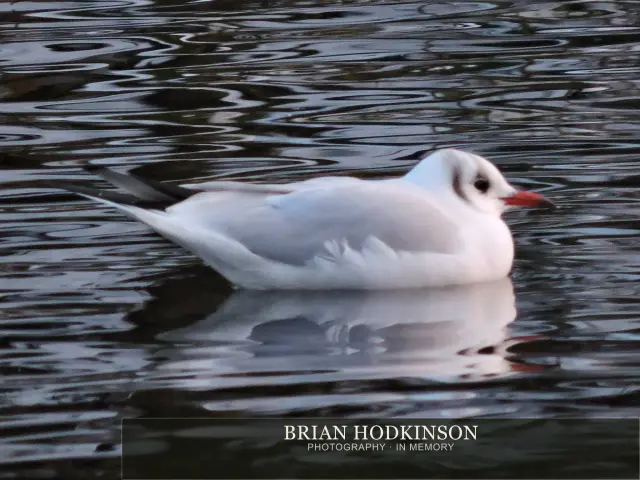 Photograph from Birds of 2014