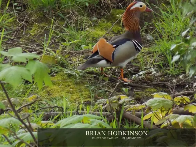 Photograph from Birds of 2014