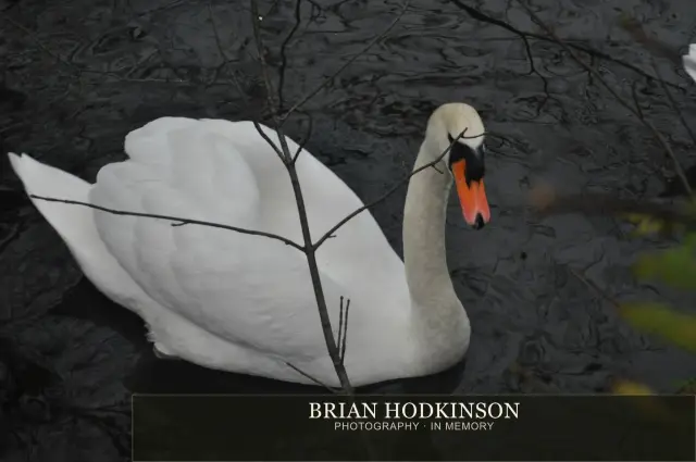 Photograph from Birds of 2014