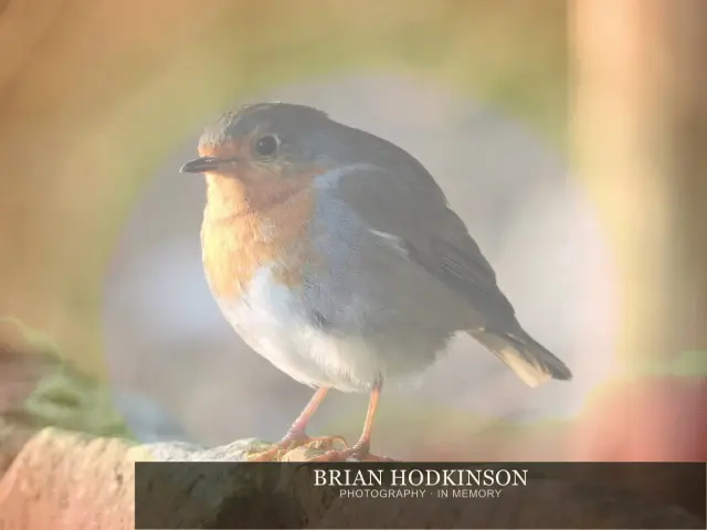 Photograph from Birds of 2014