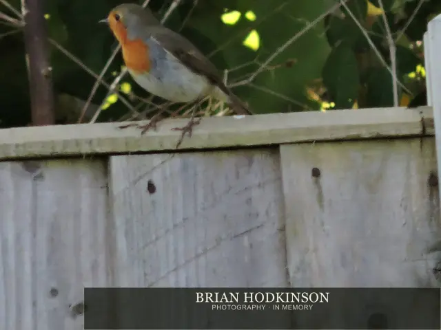 Photograph from Birds of 2014