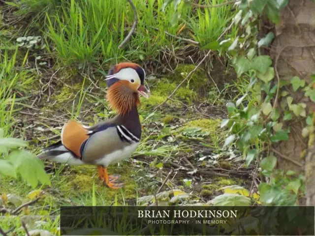 Photograph from Birds of 2014