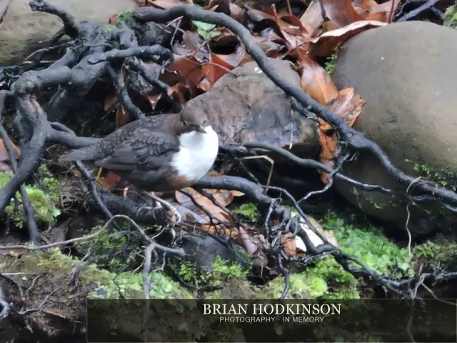 Photograph from Birds of 2014