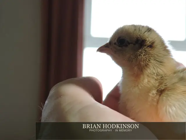 Photograph from Birds of 2014