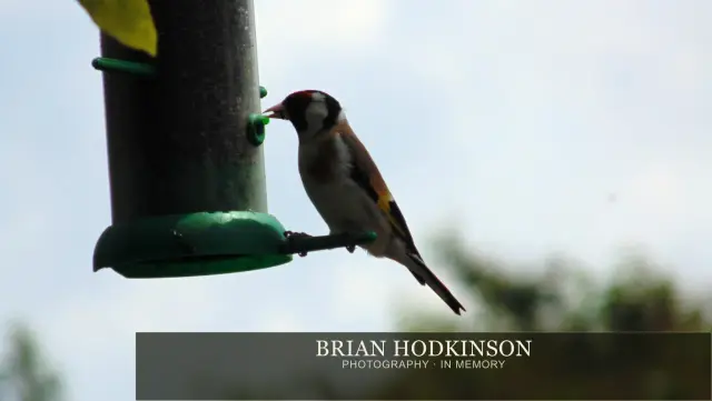 Photograph from Birds of 2014